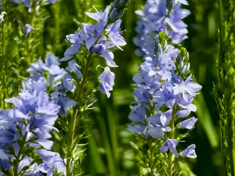 veronica germandera veronica prostrata growing in-spring in a meadow sunny day