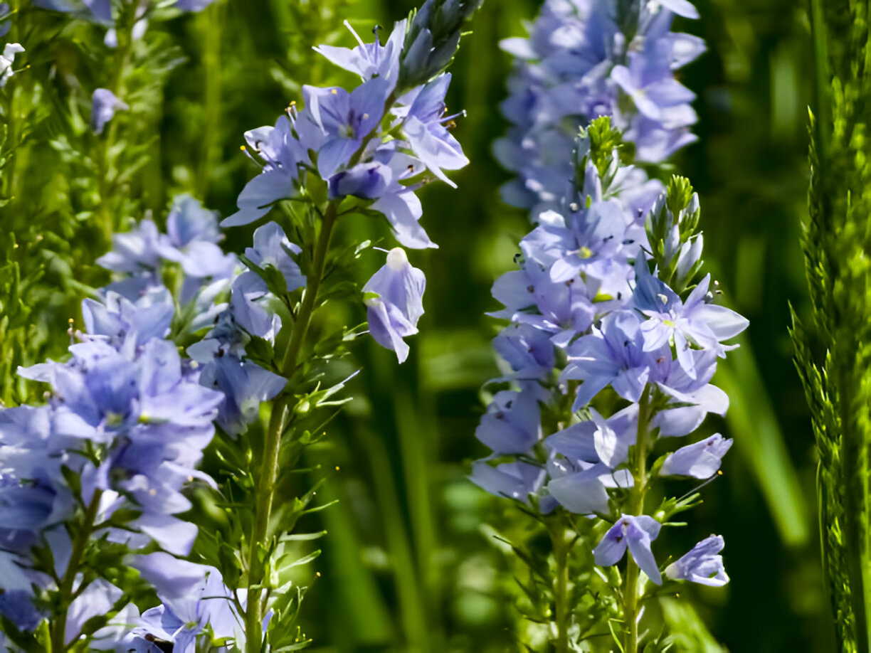 veronica germandera veronica prostrata growing in-spring in a meadow sunny day