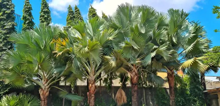 windmill palm tree