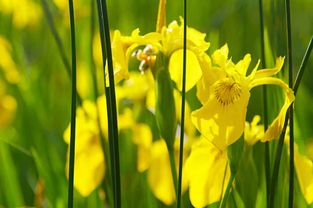yellow flag iris