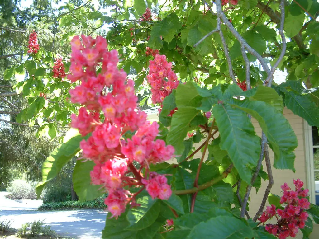 Aesculus x carnea 'Fort McNair