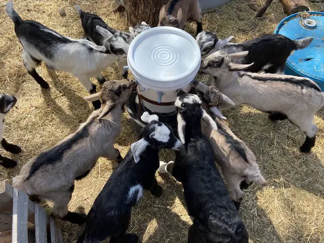 Wean a Baby Goat From The Bottle