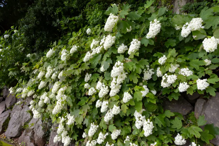 beautiful hydrangea quercifolia flowers blooming in garden