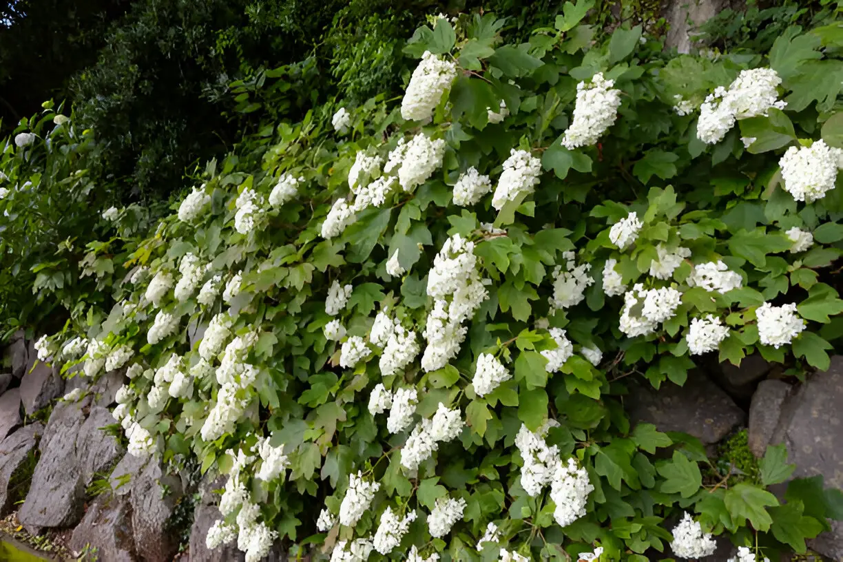 beautiful hydrangea quercifolia flowers blooming in garden