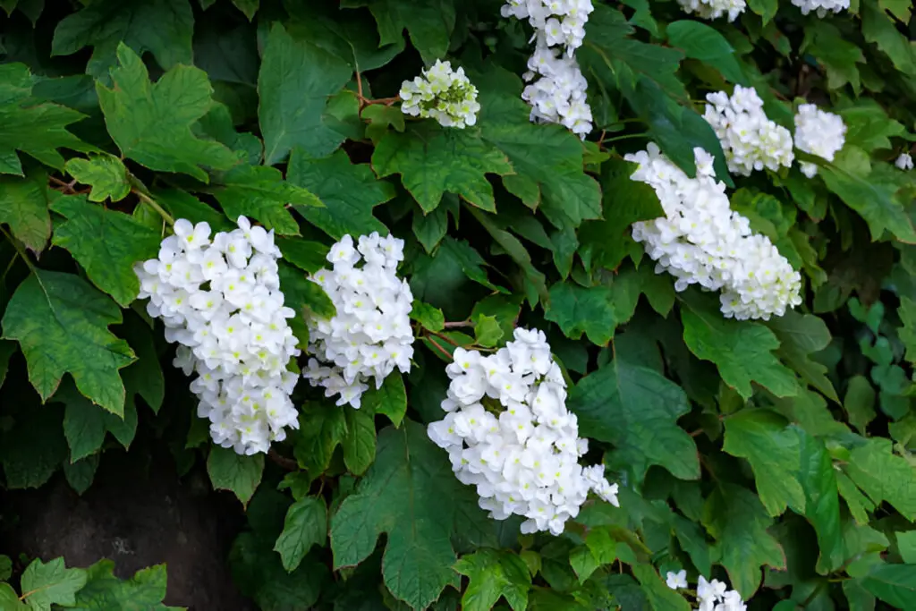 hydrangea quercifolia flowers blooming