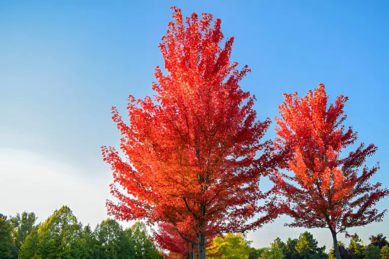 red maple tree leaves