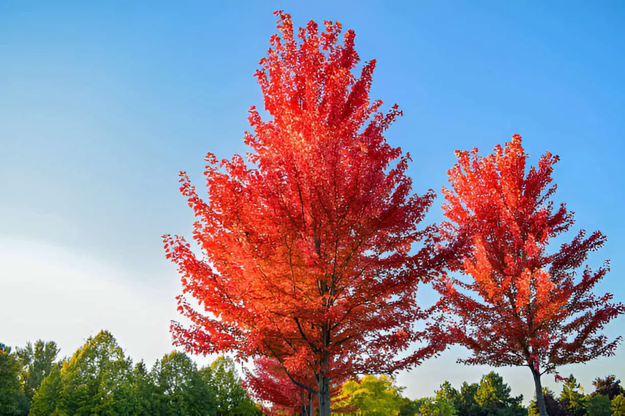 red maple tree leaves