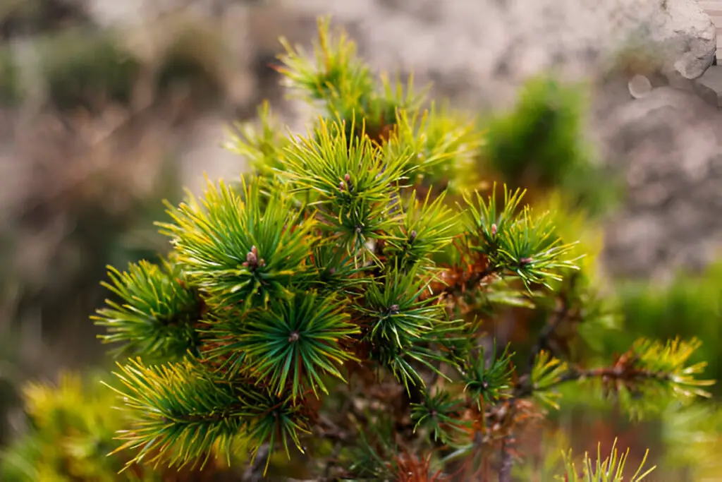 siberian dwarf pine yellow dry or ill wild plants of siberia beautiful