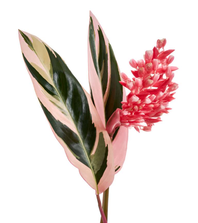 stromanthe triostar flower with leaf tropical flowers