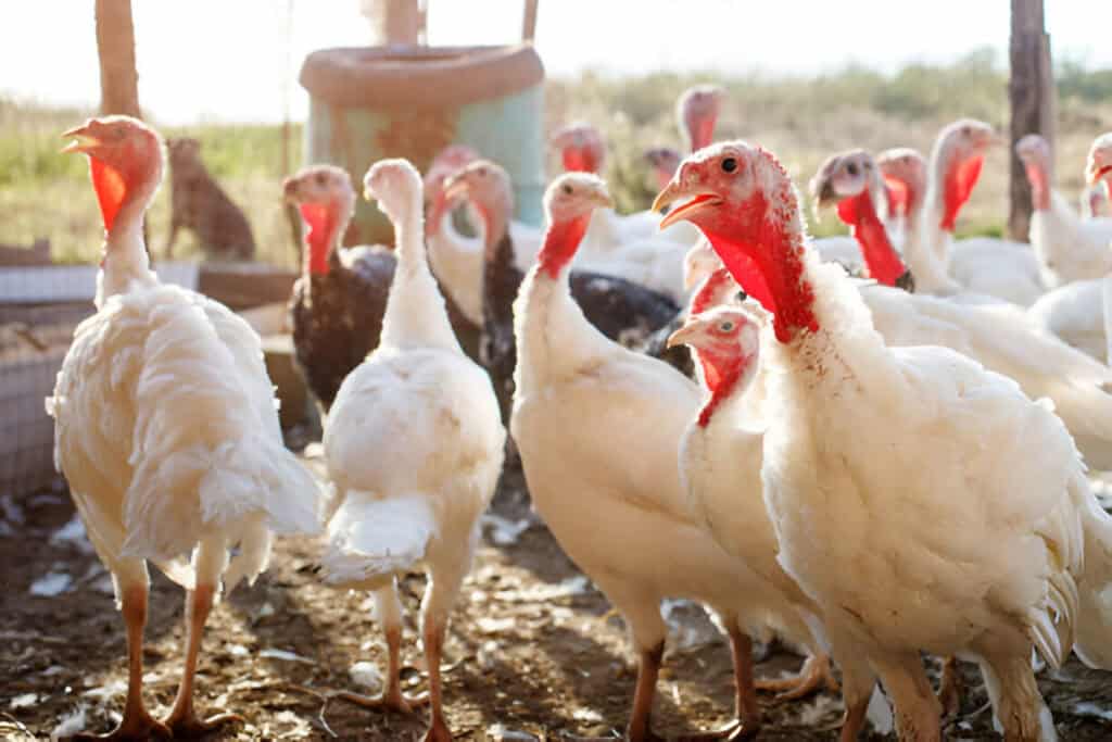 turkey cocks on a traditional poultry farm