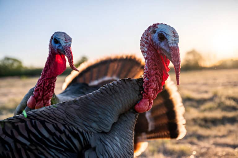 turkeys near pasture at sunset
