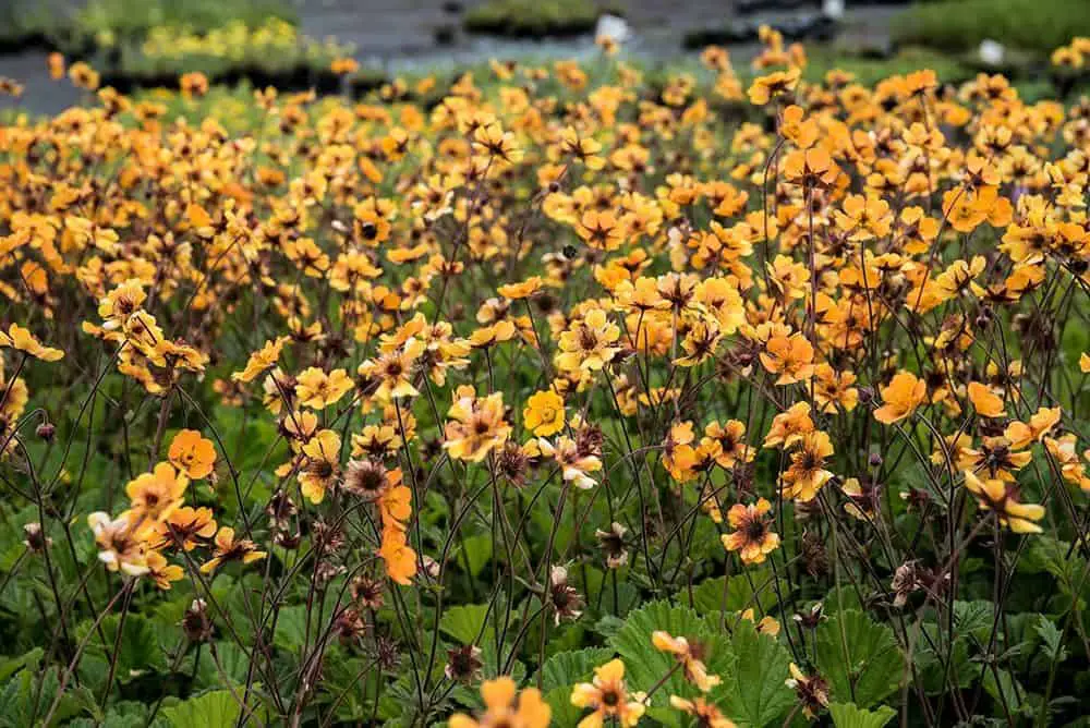 Geum heldreichii Georgenber Bush