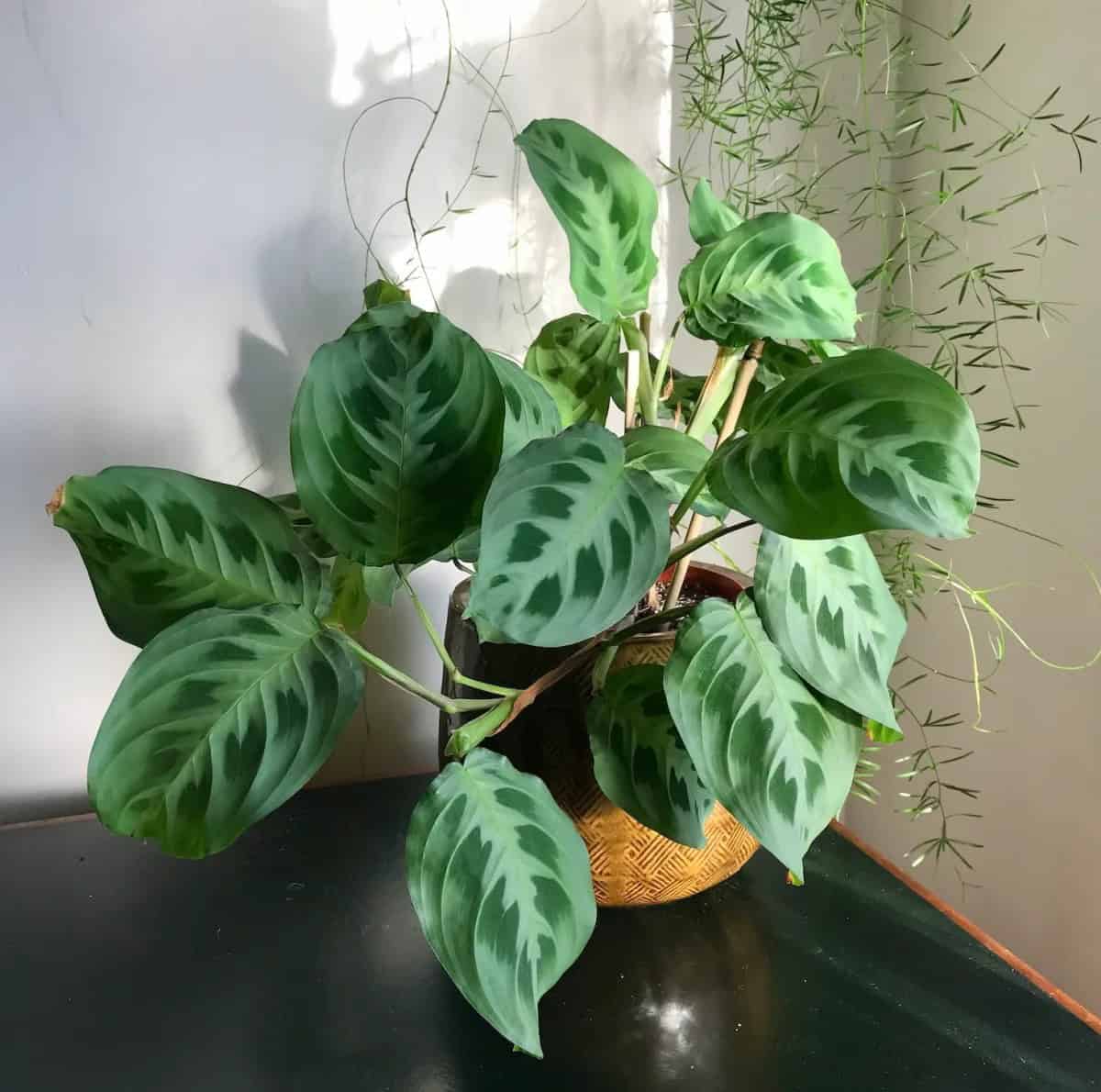 Maranta leuconeura house plant