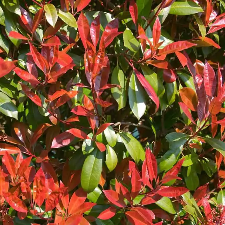 Photinia X Fraseri Red Green