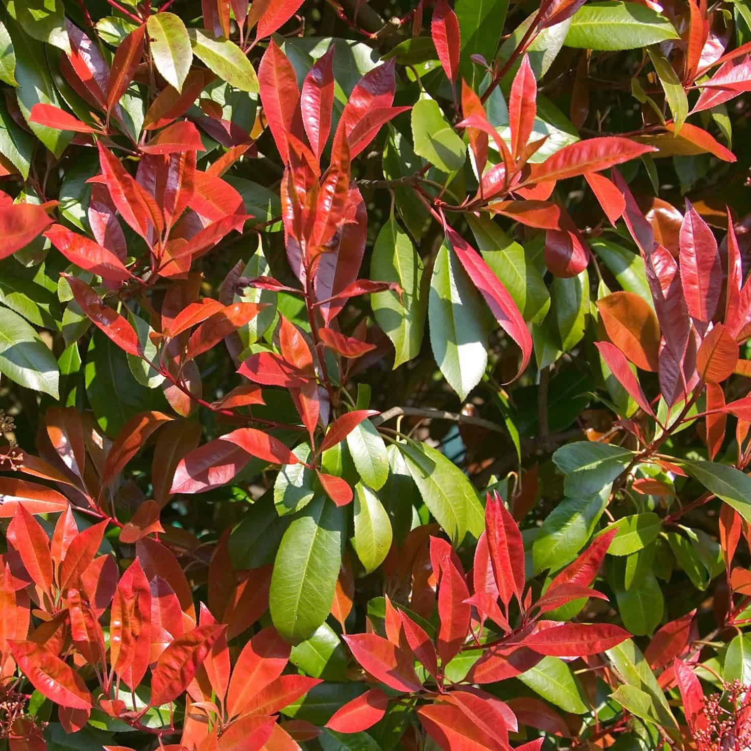 Photinia X Fraseri Red Green