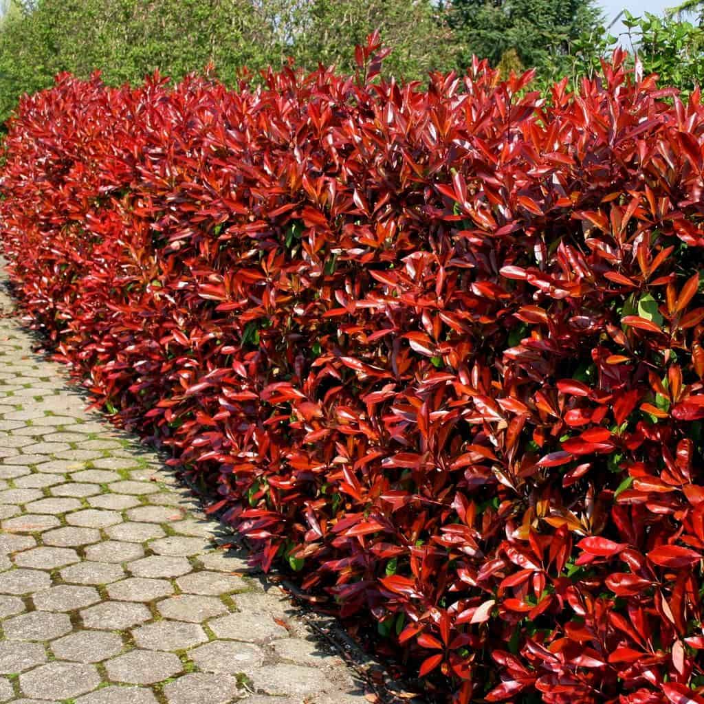 Photinia X Fraseri as Fence Gate