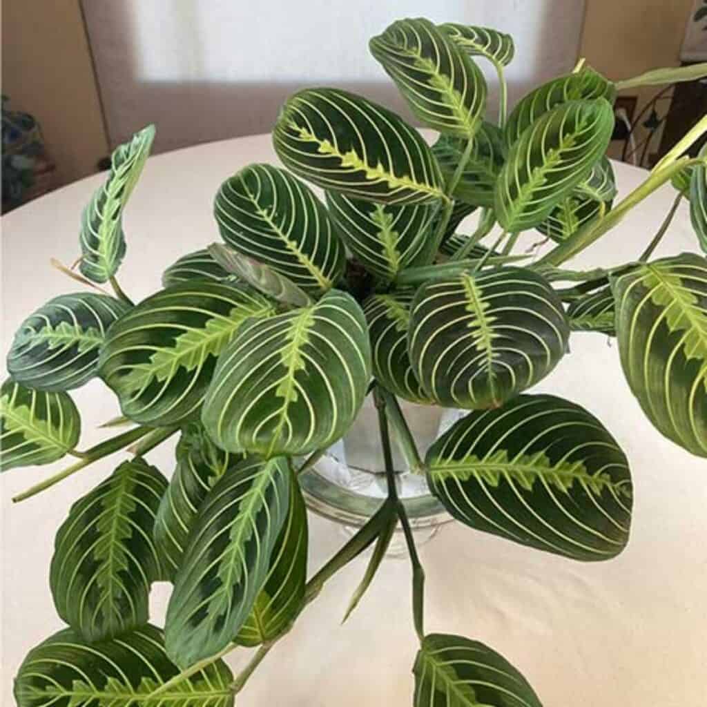 Prayer Plant (Maranta leuconeura)