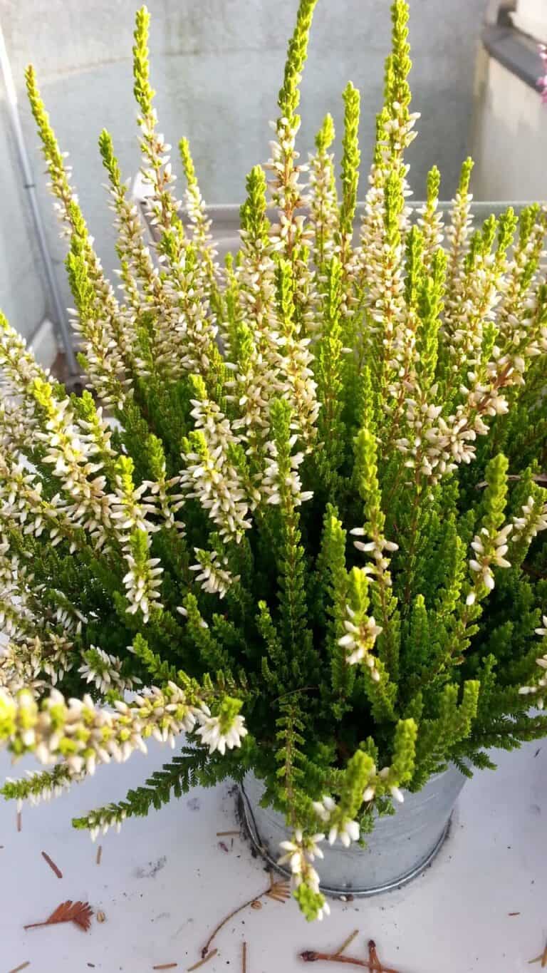 Scotch heather 'Gold Haze' (Calluna vulgaris 'Gold Haze')