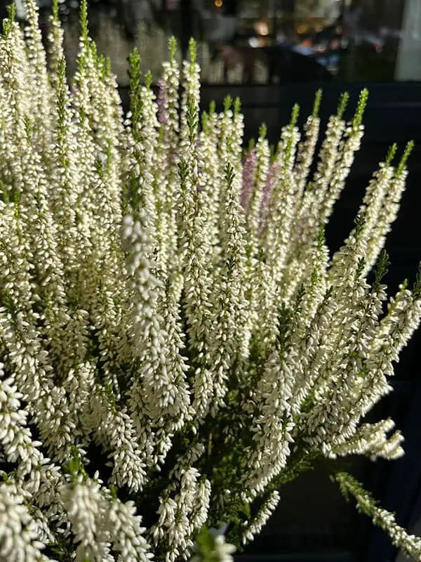 Valentina Heather (Calluna vulgaris 'Valentina')