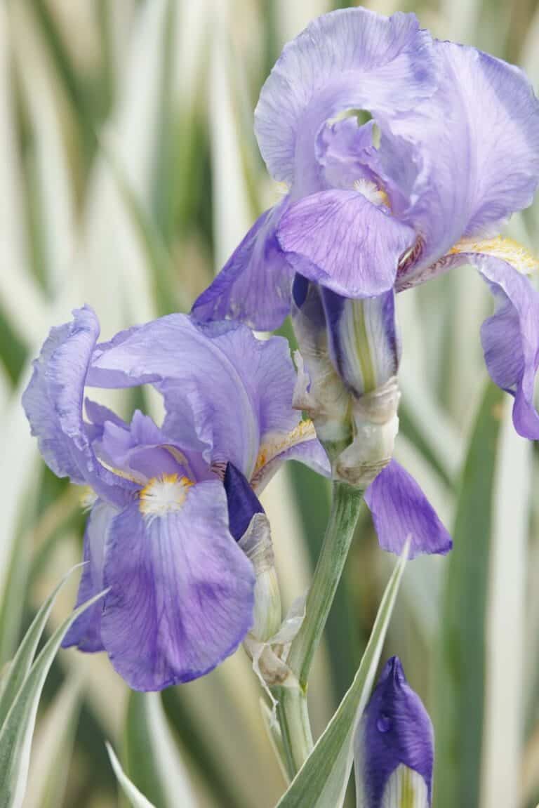 Variegated Sweet Iris