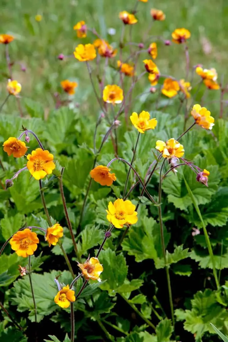 Wild Grow Geum hybridum Georgenberg