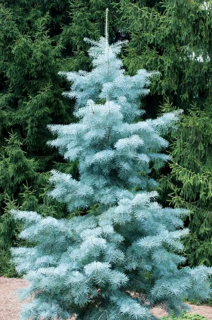 Abies Concolor ‘Blue Cloak’ (Blue Cloak White Fir)