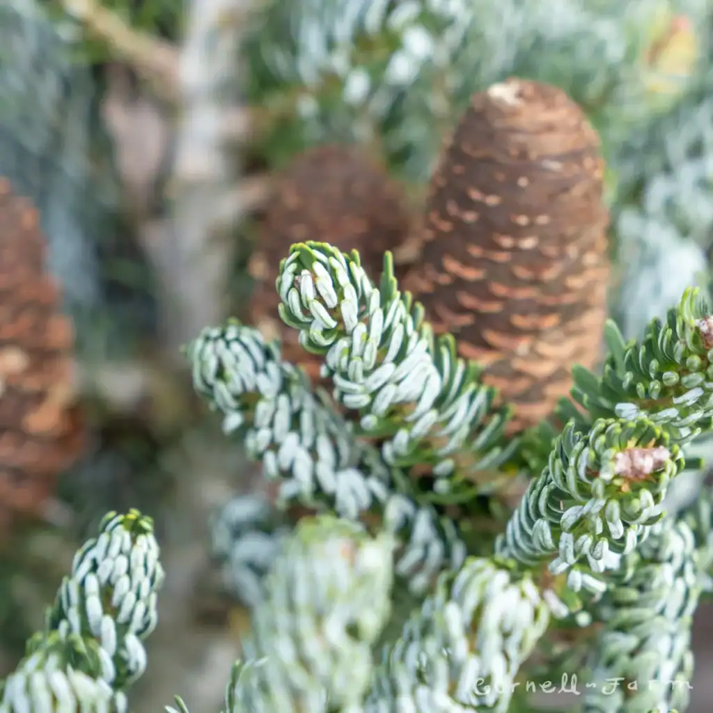 Abies koreana Horstmann's Silberlocke