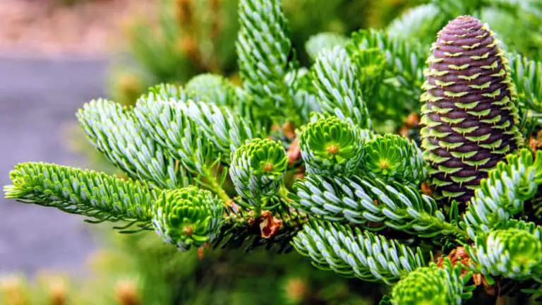 Abies koreana Horstmanns Silberlocke