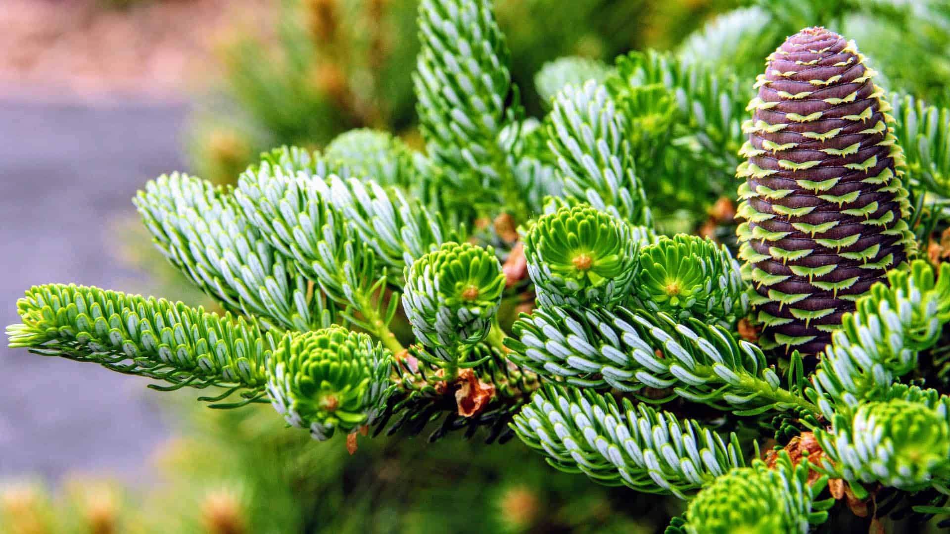 Abies koreana Horstmanns Silberlocke