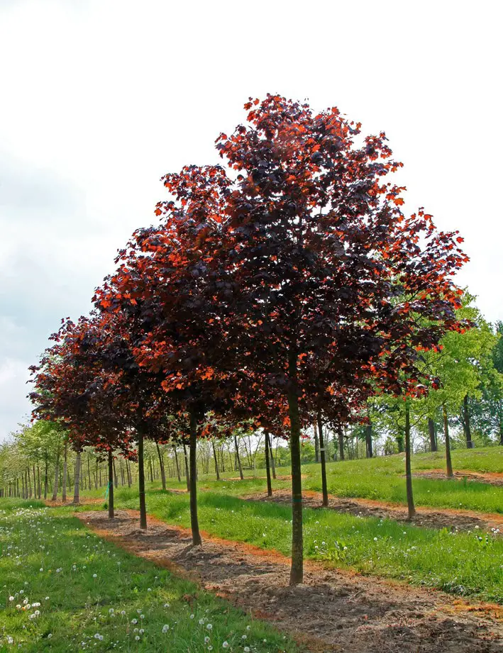 Acer platanoides Crimson King
