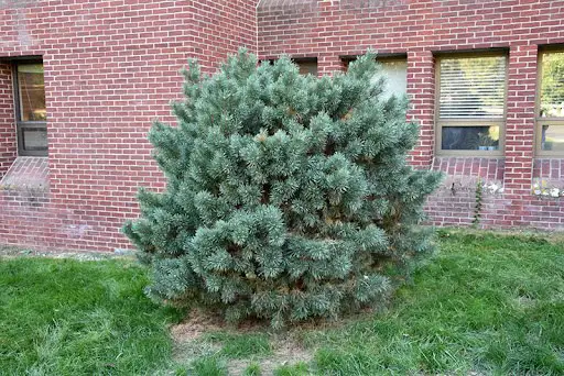 Blue Globe Scotch Pine (Pinus sylvestris 'Glauca Globosa