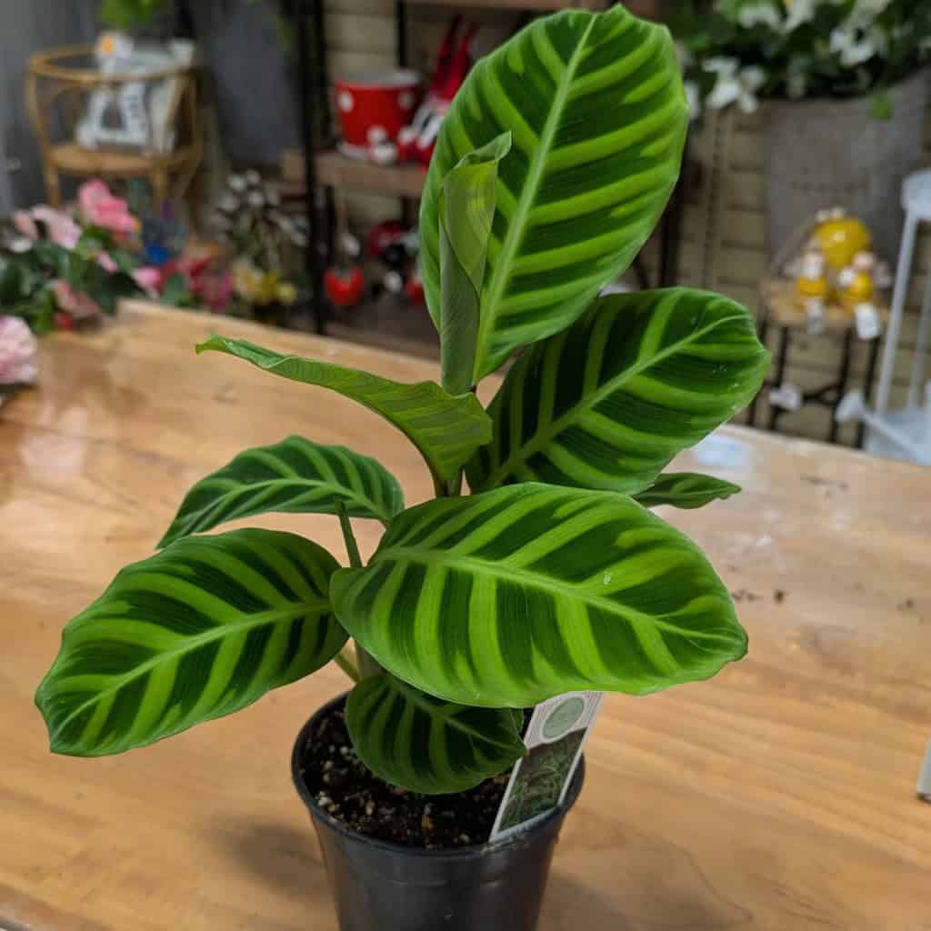 Calathea Zebrina Plant Zebra Plant