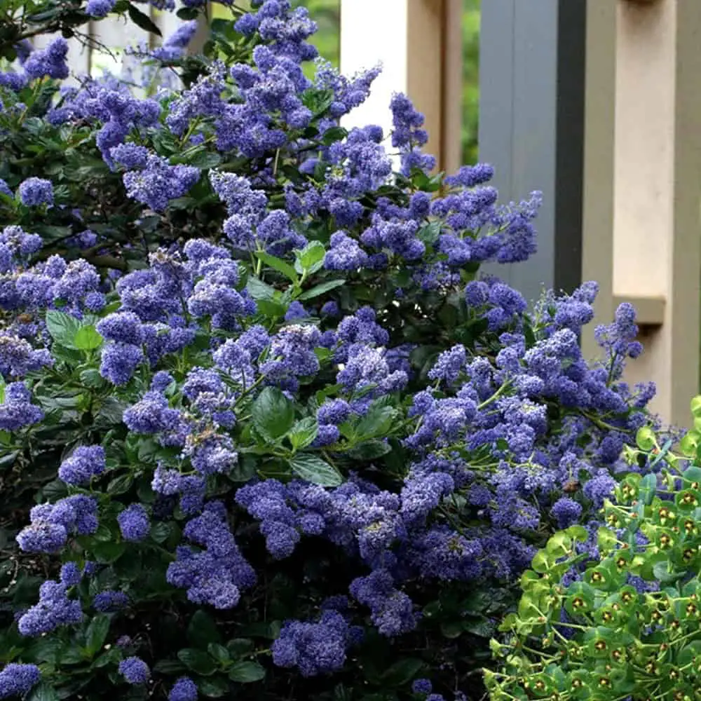 Ceanothus Yankee Point California Lilac