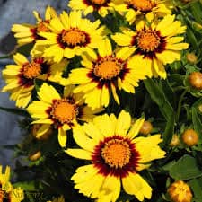 Coreopsis x Uptick™ Yellow and Red Tickseed