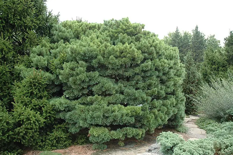 Dwarf Blue Scotch Pine (Pinus sylvestris 'Glauca Nana