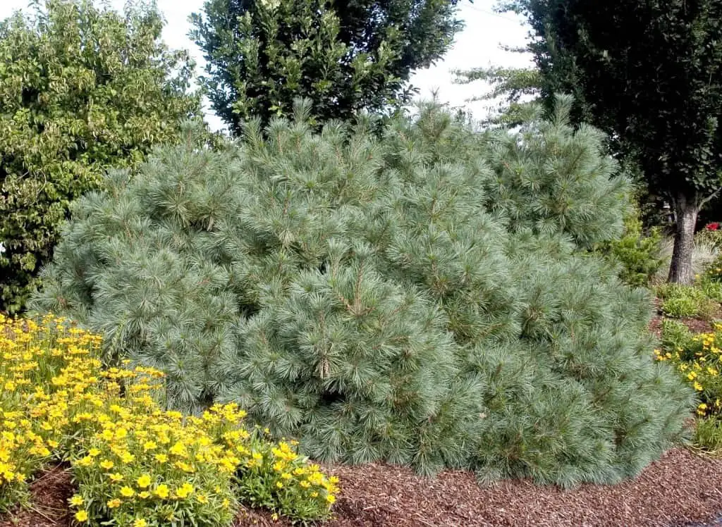 Dwarf Eastern White Pine, Pinus strobus 'Nana