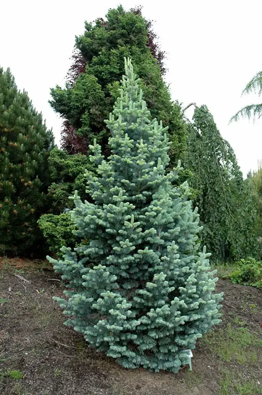 Dwarf Fir Abies Lasiocarpa Compacta