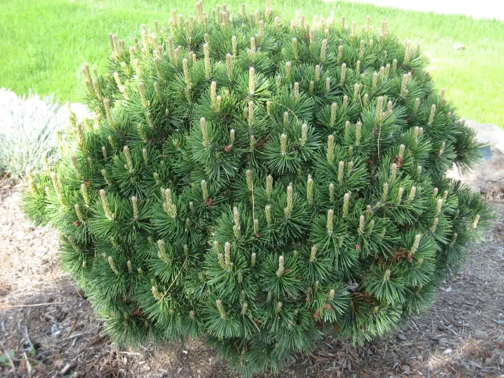 Dwarf Mugo Pine