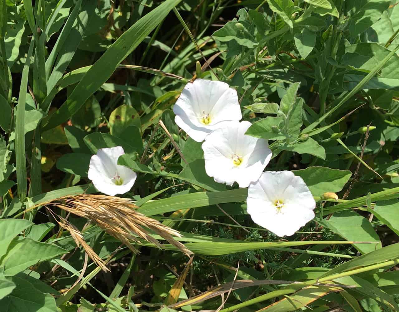 Field bindweed
