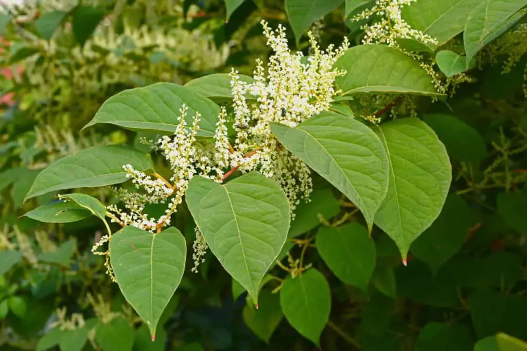 Japanese knotweed plant