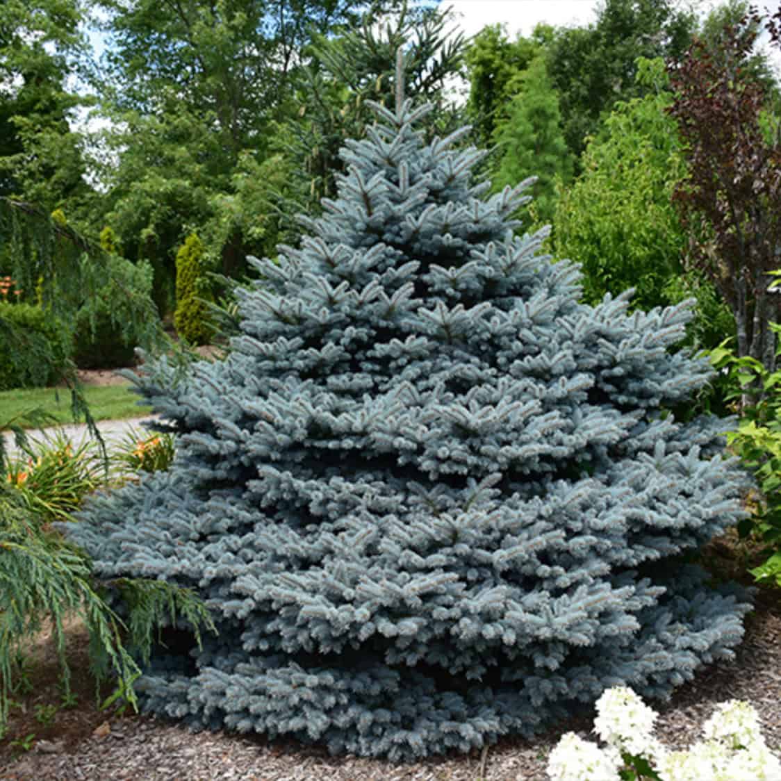 Kennedys Dwarf Blue Spruce Montgomery