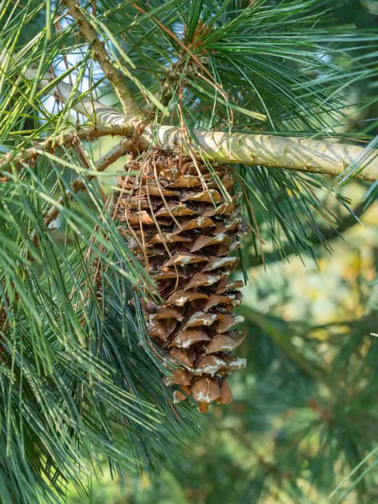 Pinus flexilis Vanderwolfs Pyramid