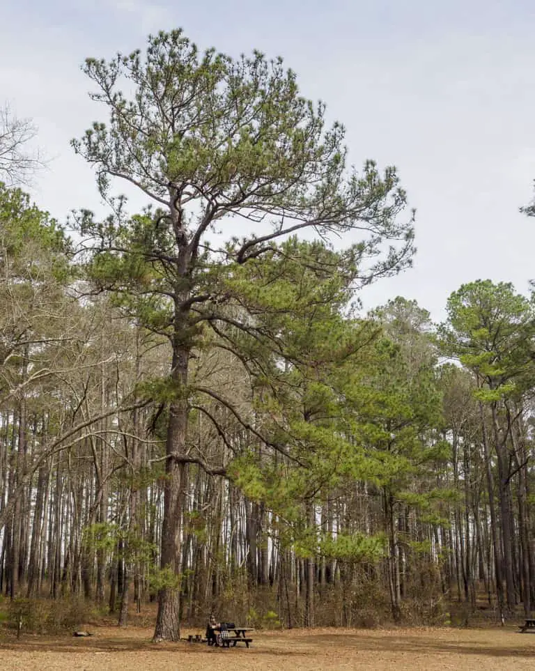 loblolly at the Bluff Campground, Congaree NP