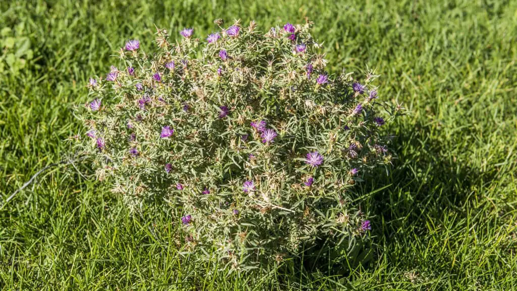 Purple Starthistle