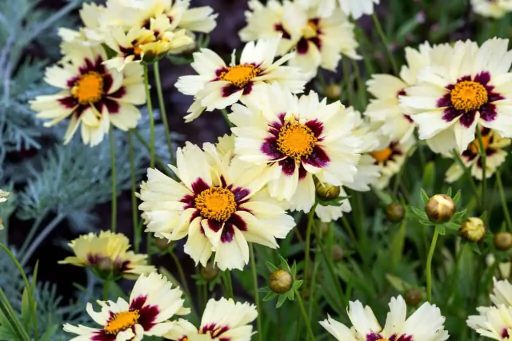 UpTick Cream and Red Coreopsis