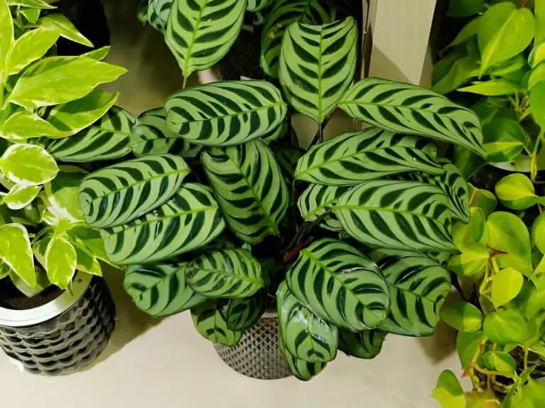calathea makoyana on pots