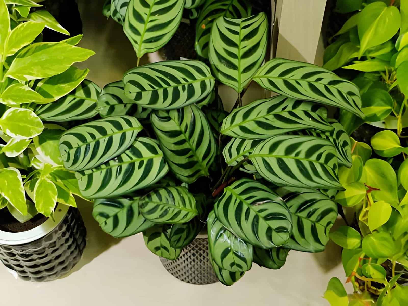 calathea makoyana on pots