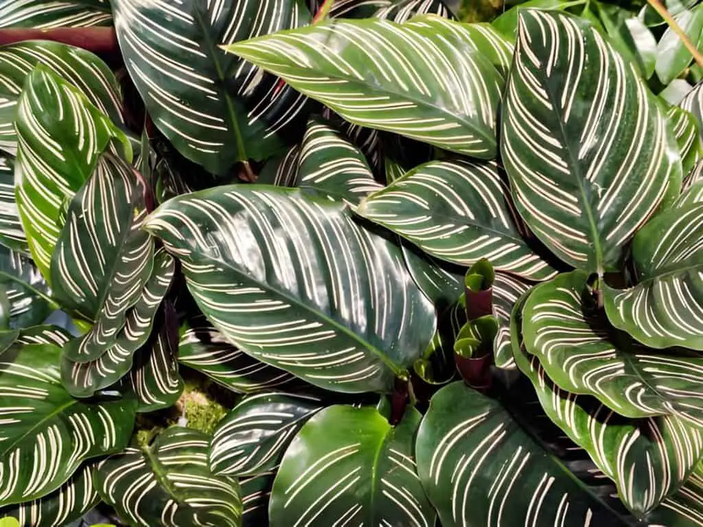 calathea veitchiana green
