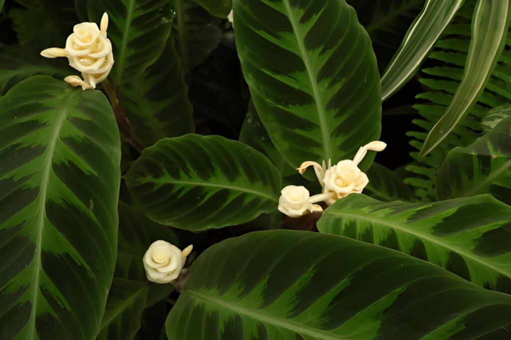 calathea warscewiczii leaves