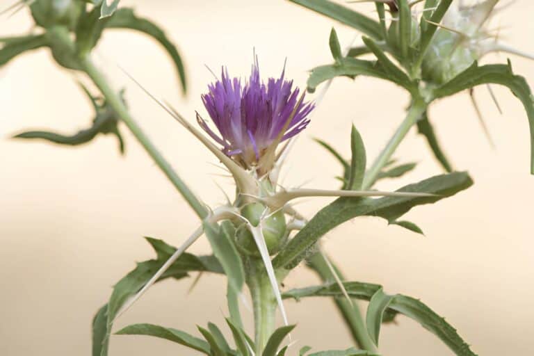 centaurea calcitrapa red star thistle spiky purple pink flowers